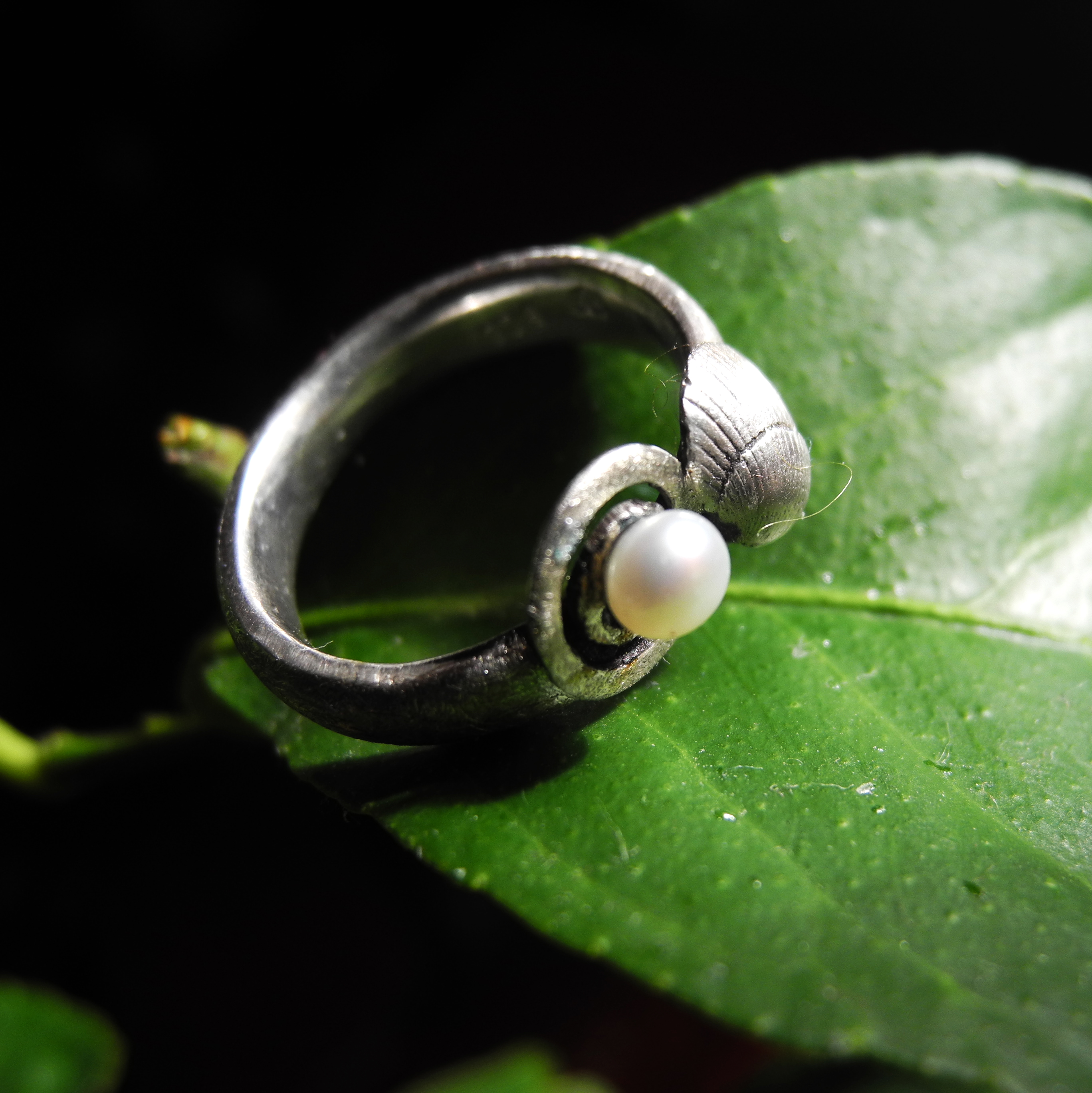 Ring Muschel, Spirale, 925‰ Silber, Süßwasserzuchtperle